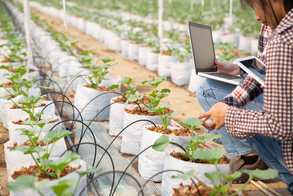 digitale Landwirtschaft Menschen die in etwas digital in ein Tablet und Laptop eingeben neben Pflanzen